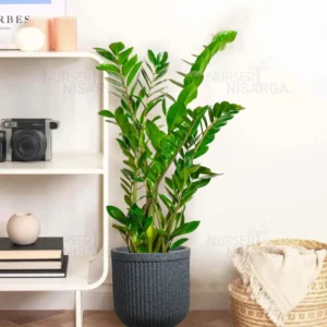 Buy ZZ Plant | Zamioculcas Zamiifolia – Plant from Nursery Nisarga