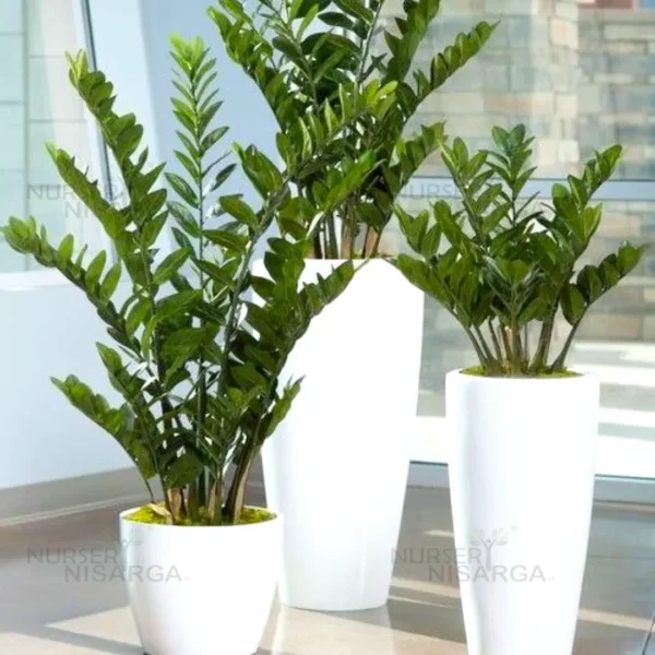 Buy ZZ Plant | Zamioculcas Zamiifolia – Plant from Nursery Nisarga