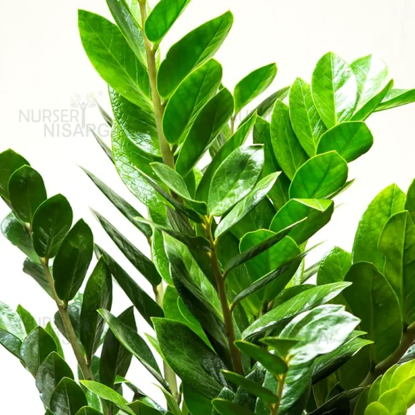 Buy ZZ Plant | Zamioculcas Zamiifolia – Plant from Nursery Nisarga