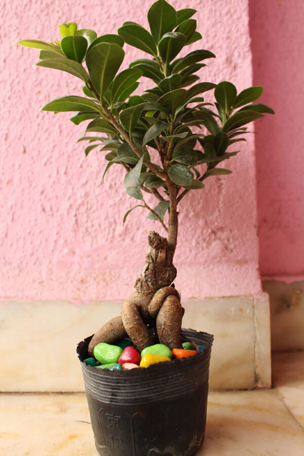 Dwarf Ficus Bonsai plant available online