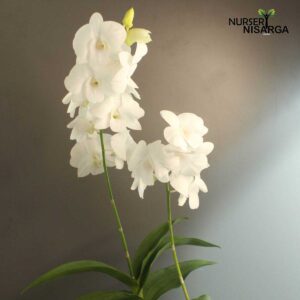 White Orchid Plant - Dendrobium Orchid With Pot