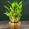 Lucky Bamboo 2 layer