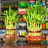 Lucky Bamboo 2 layer