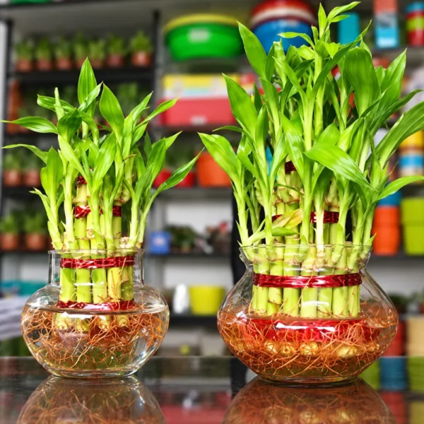 Lucky Bamboo 2 layer