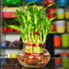 Lucky Bamboo 2 layer