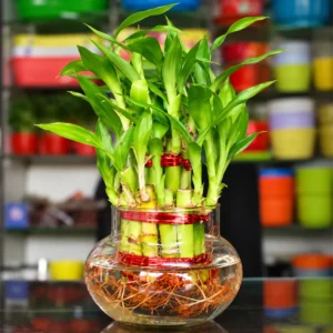 Lucky Bamboo 2 layer