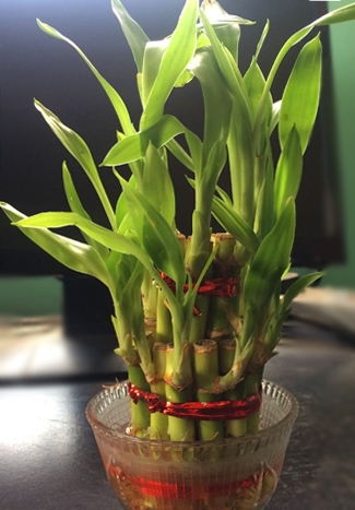 Lucky Bamboo 2 layer plant