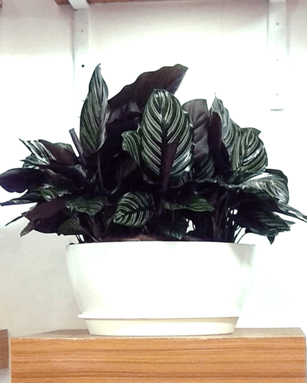 Black Marantha plant - Nursery Nisarga