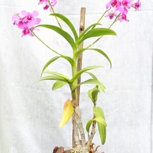 Buy Orchid Dendrobium - plant