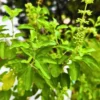 Rama Tulsi plant - Nursery Nisarga