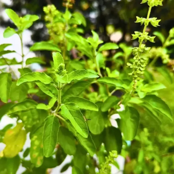 Rama Tulsi plant - Nursery Nisarga