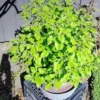 Rama Tulsi plant - Nursery Nisarga
