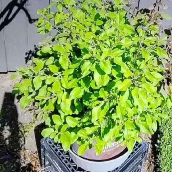 Rama Tulsi plant - Nursery Nisarga