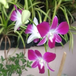 Buy Purple orchid plant - Nursery Nisarga