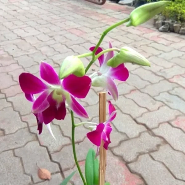 Buy Purple orchid plant - Nursery Nisarga