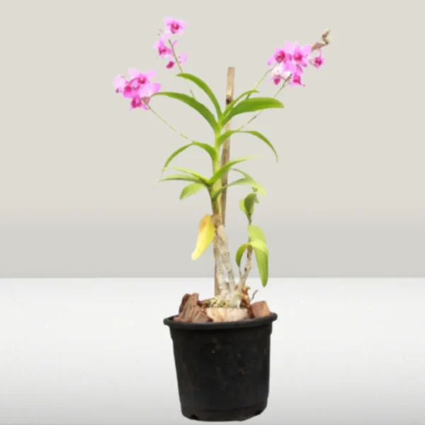 Purple Orchid plant