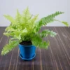 Air Purifier Boston Fern for Home-office