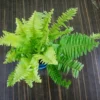 Air Purifier Boston Fern for Home-office