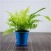 Air Purifier Boston Fern for Home-office