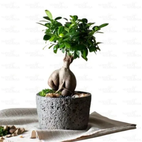 Buy Ficus Microcarpa Bonsai Ginseng Online