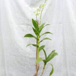 White Orchid Plant