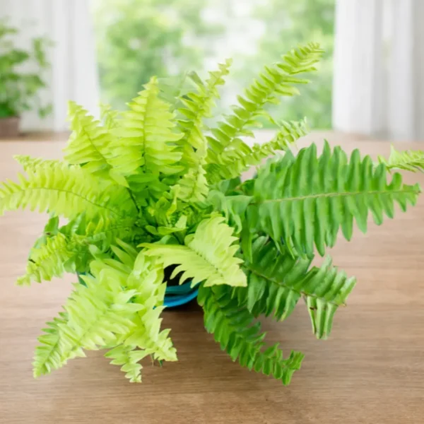 Buy Golden Boston Fern (Nephrolepis exaltata Ritas Gold ) from Nursery Nisaarga