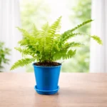 Buy Golden Boston Fern (Nephrolepis exaltata Ritas Gold ) from Nursery Nisaarga