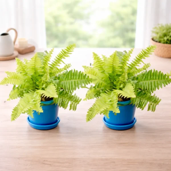 Buy Golden Boston Fern (Nephrolepis exaltata Ritas Gold ) from Nursery Nisaarga