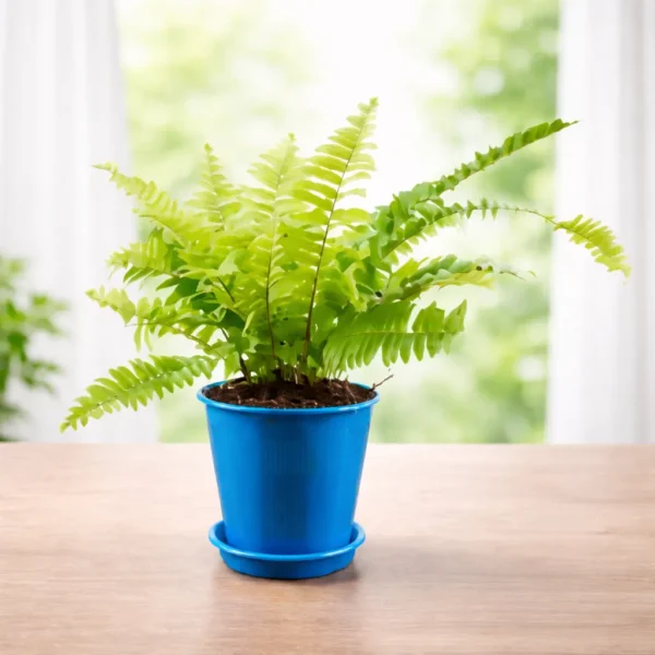 Buy Golden Boston Fern (Nephrolepis exaltata Ritas Gold ) from Nursery Nisaarga
