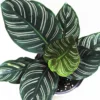 Buy Marantha Ornata Plant - Maranta Majestica, Calathea Sanderiana From Nursery Nisarga