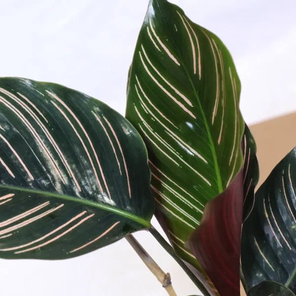 Buy Marantha Ornata Plant - Maranta Majestica, Calathea Sanderiana From Nursery Nisarga