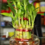 Lucky Bamboo 2 layer