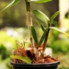 Buy Purple orchid plant online - Nursery Nisarga