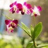 Buy Purple orchid plant online - Nursery Nisarga