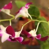 Buy Purple orchid plant online - Nursery Nisarga