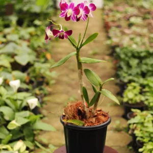 Buy Purple White orchids dendrobium plants