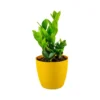 Buy ZZ plant, Zamioculcas zamiifolia, aroid Palm at Nursery Nisarga