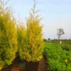 Buy Golden Cypress at best price online - Nursery Nisarga