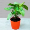 Syngonium Plant