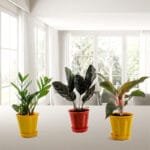 Low Maintenance Top 3 Indoor Plants Pack