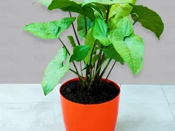 Syngonium Plant