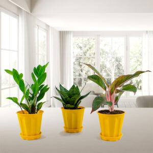 Top 3 Indoor plants pack
