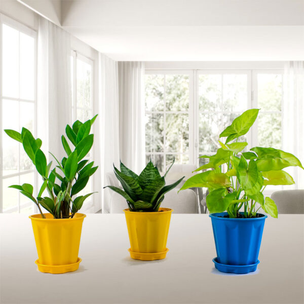 NASA Recommended Best Air Purifying Indoor Plants Pack