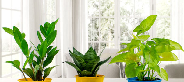 NASA Recommended Best Air Purifying Indoor Plants Pack