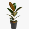 Buy Ficus Elastica Black - Rubber Plant from Nursery Nisarga