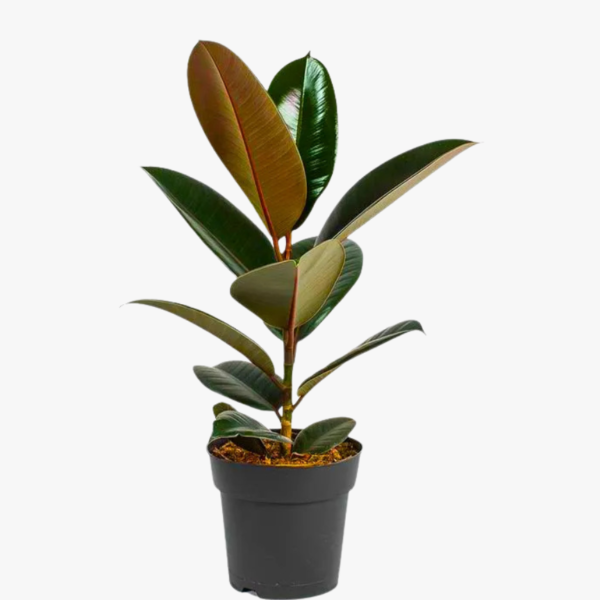 Buy Ficus Elastica Black - Rubber Plant from Nursery Nisarga