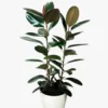 Buy Ficus Elastica Black - Rubber Plant from Nursery Nisarga