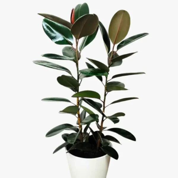Buy Ficus Elastica Black - Rubber Plant from Nursery Nisarga