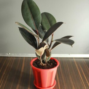 variegated Rubber plant, Ficus elastica, the rubber fig, rubber bush