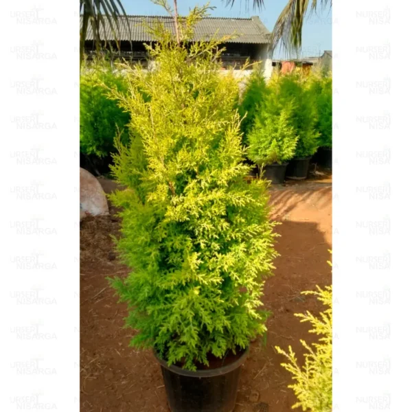 Buy Golden Cypress at best price online - Nursery Nisarga